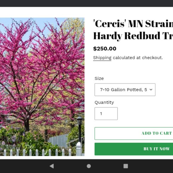 ADD $1 - Eastern Pink Flower Ornamental Trees - Small 7ft (Retail $80-180) - Picture 3 of 7